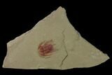 Red Lehua Trilobite With Pos/Neg - Fezouata Formation #138633-4